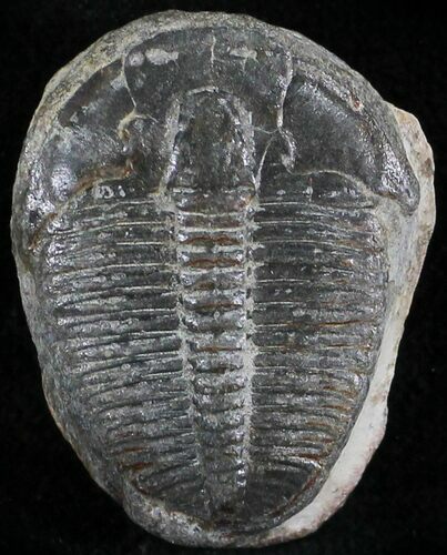 Elrathia Trilobite - Wheeler Shale, Utah #25013